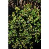 Kääpiöserbiankuusi Nana, myyntikorkeus 20-25 cm