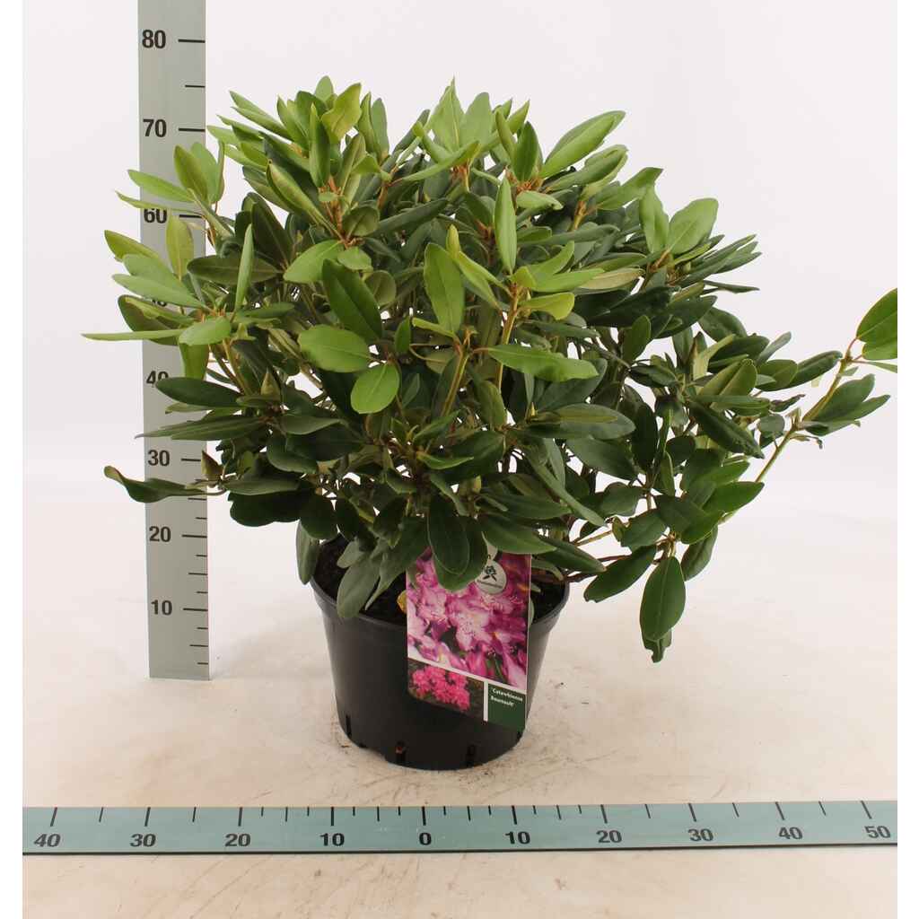 Puistoalppiruusu Catawb. Grandiflorum