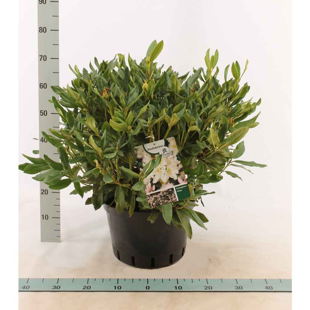 Puistoalppiruusu Cunningham's White