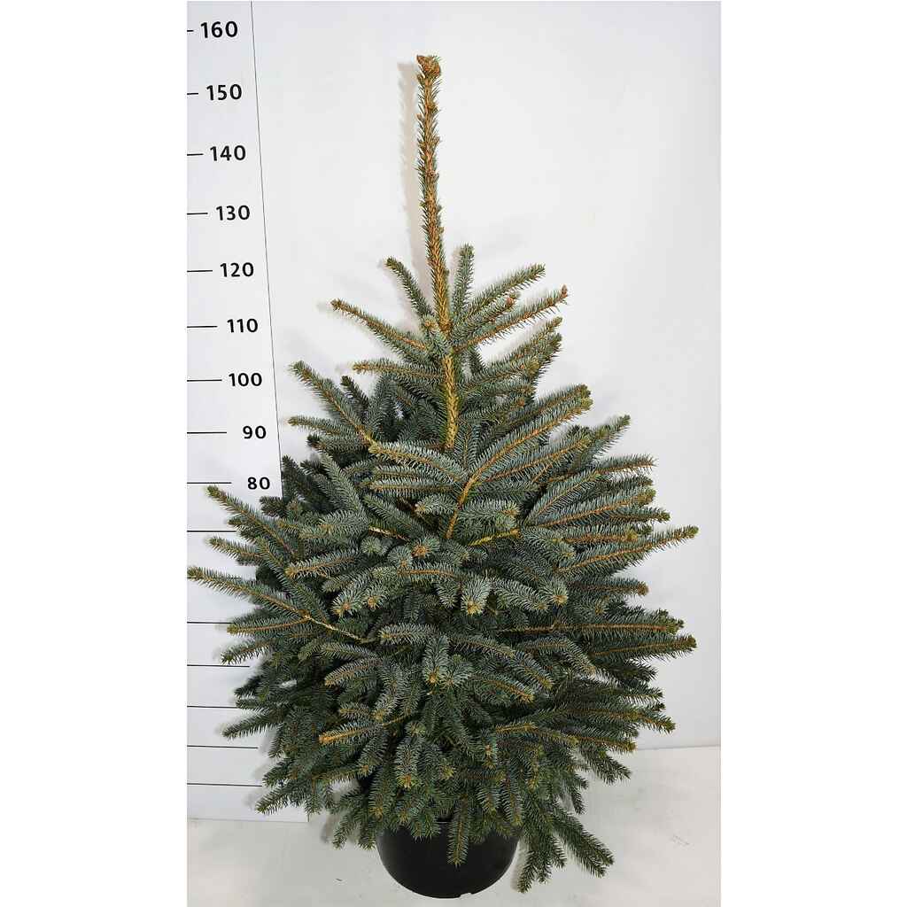 Hopeakuusi 'Glauca' 100-125 cm
