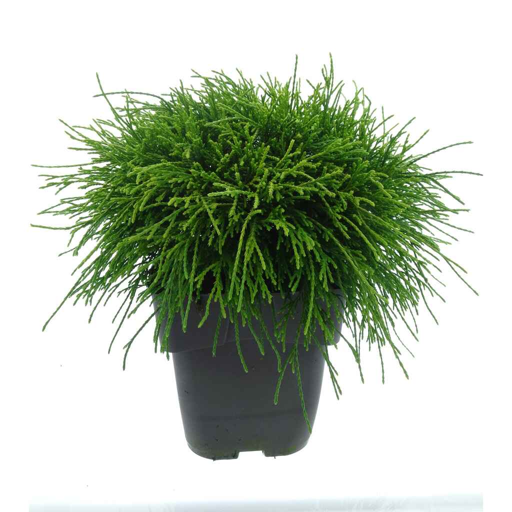 Hernesypressi Sungold