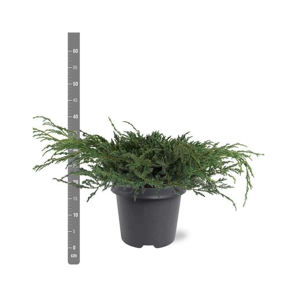 Sinikataja 'Blue Carpet'