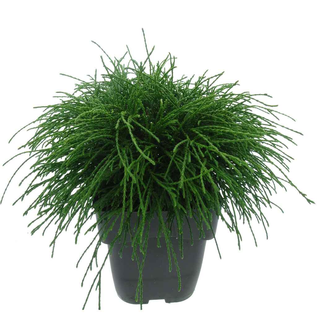 Hernesypressi Filifera Nana