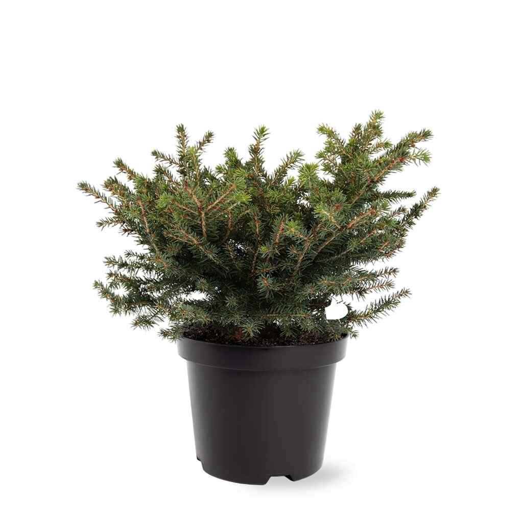 Pesäkuusi Nidiformis