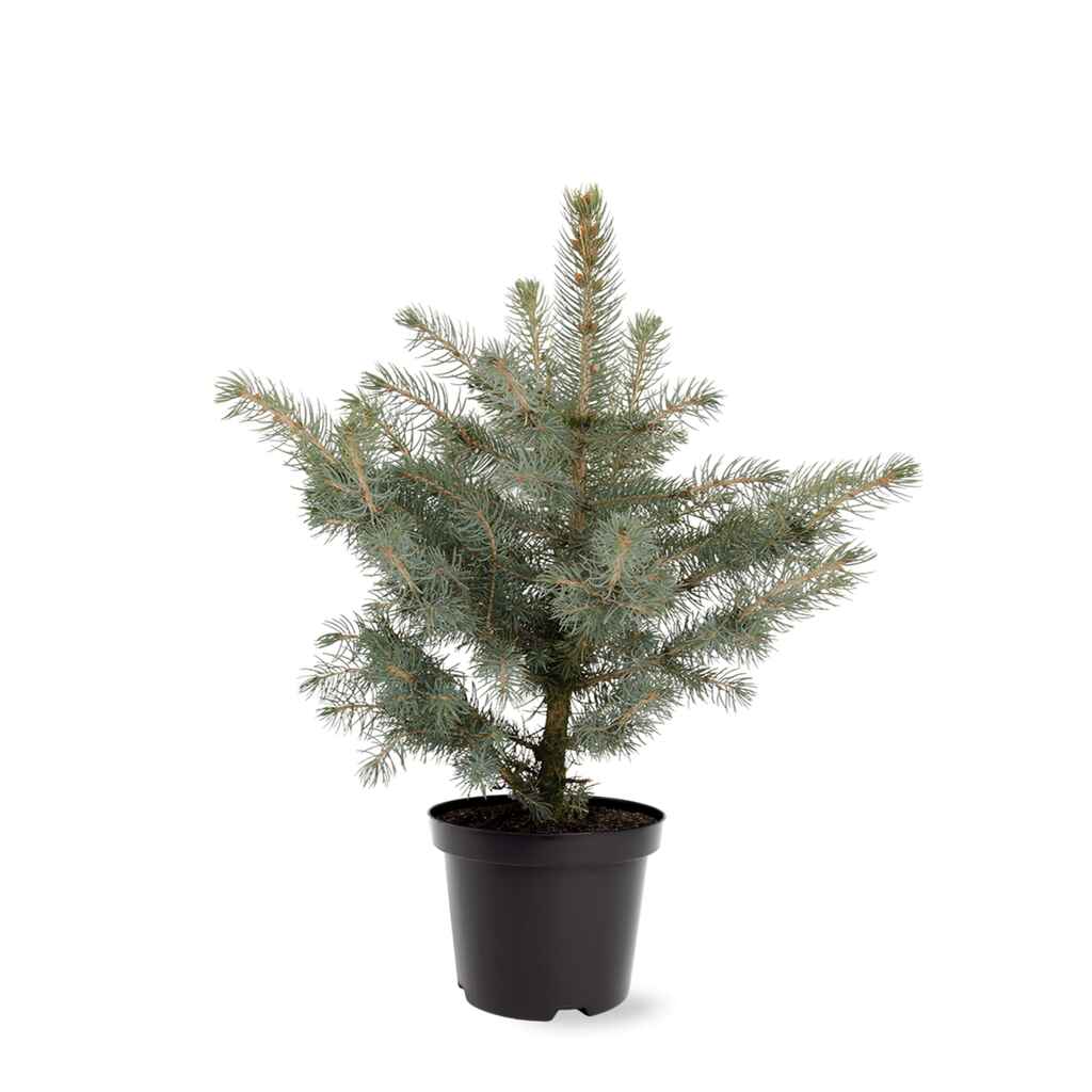 Hopeakuusi Glauca