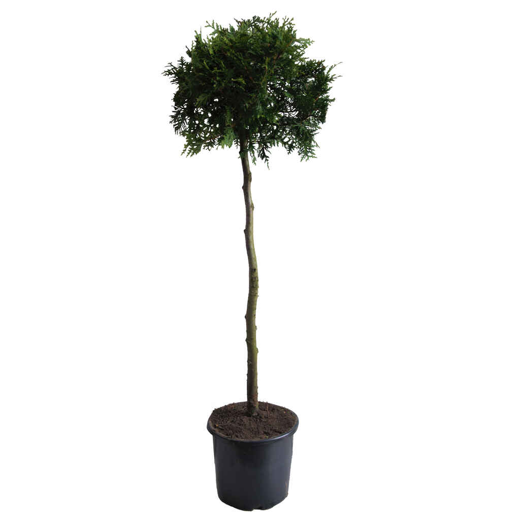 Kartiotuija 'Brabant' rungollinen