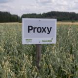 Siemenkaura Proxy 800 kg