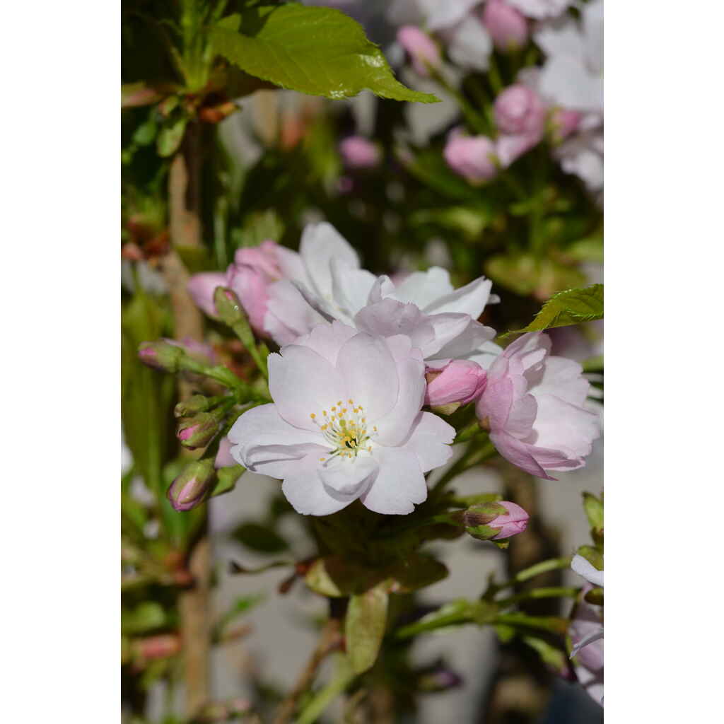 Japaninkirsikka Amanogawa