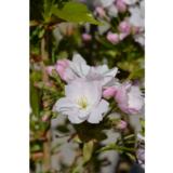 Japaninkirsikka Amanogawa