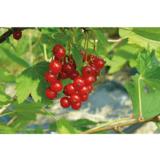 Punaherukka Katri FinE rungollinen