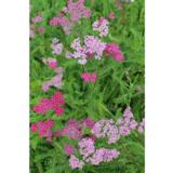 Punakärsämö Cerise Queen
