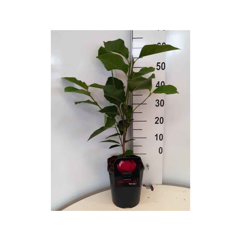Magnolia