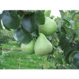 Päärynäpuu Jukka FinE