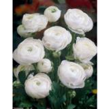 Jaloleinikki valkoinen 10 kpl/pussi