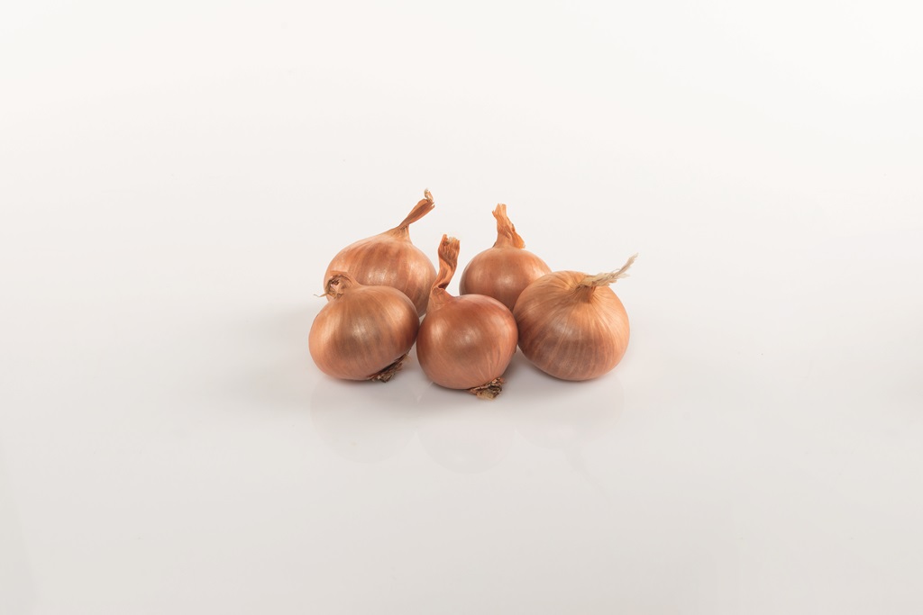 salottisipuli red sun