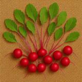 Retiisi Melito F1 100 000 kpl