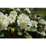 Japaninalppiruusu Alli, astiakoko 2L