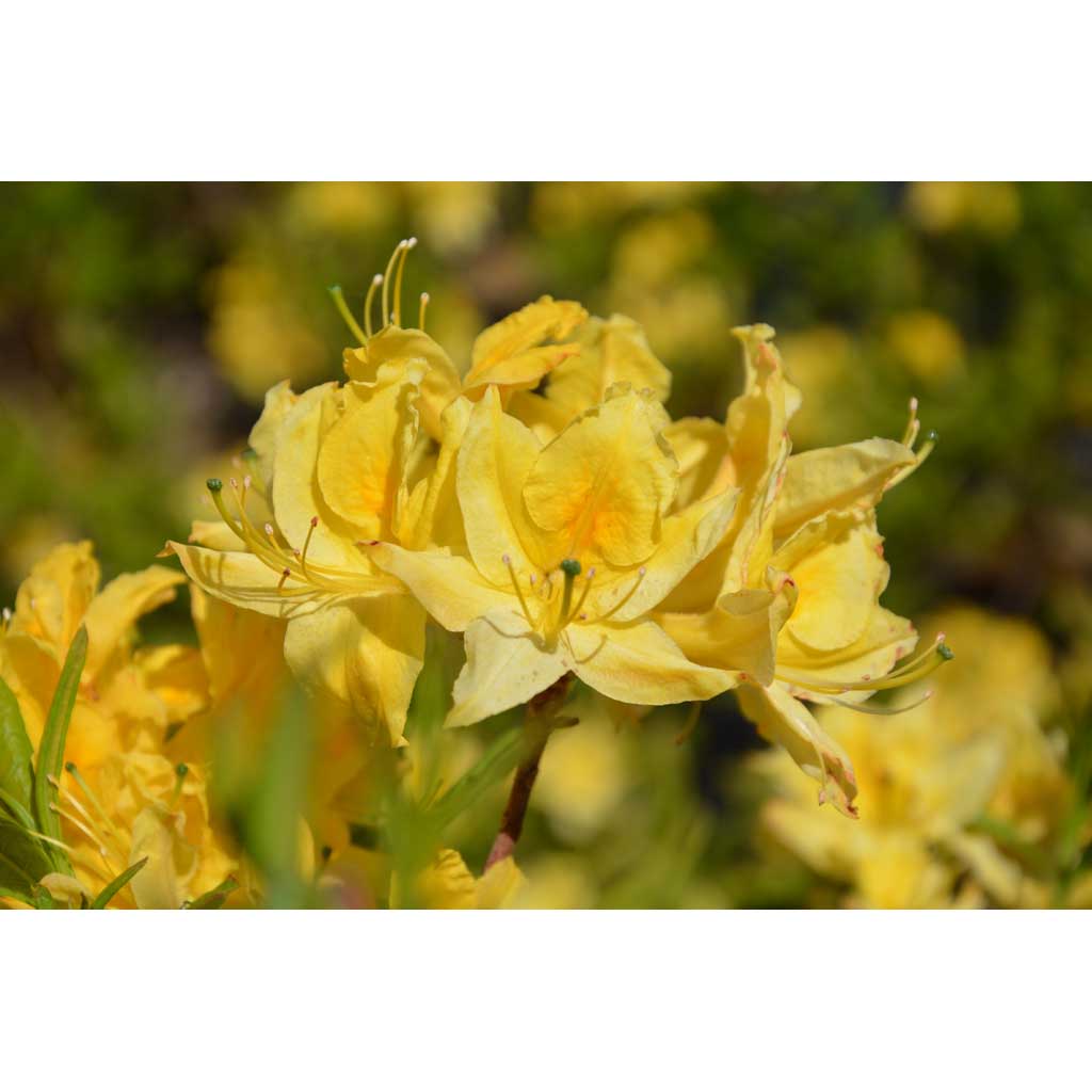 Revontuliatsalea Lemon Lights