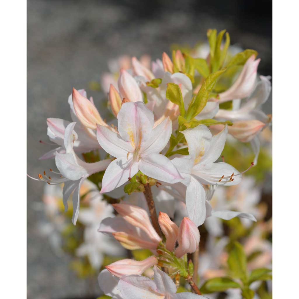 Revontuliatsalea White Lights