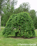 Riippajalava