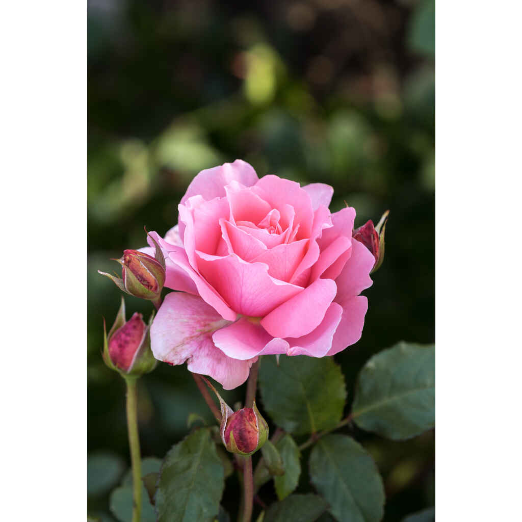 Ryhmäruusu Piroschka Tantop Royal