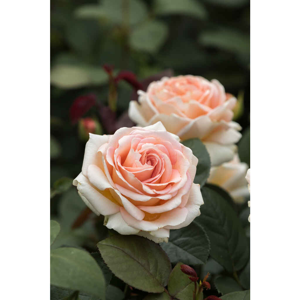 Ryhmäruusu 'Lady Capri' Tantop Royal