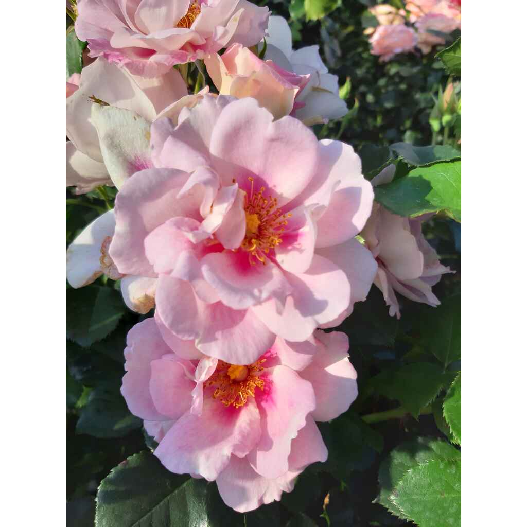 Ruusu Magnolia Tantop Royal Orienta®