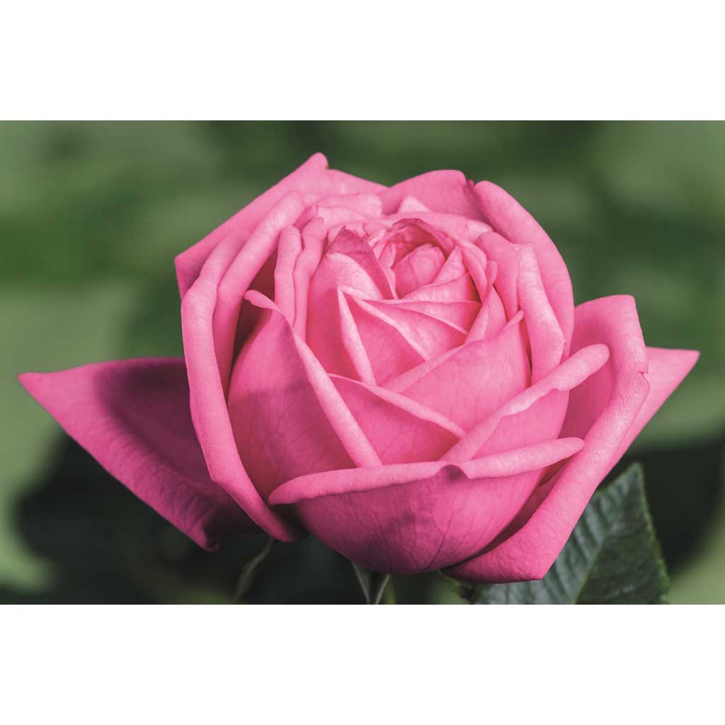 Ruusu Romina Tantop Royal
