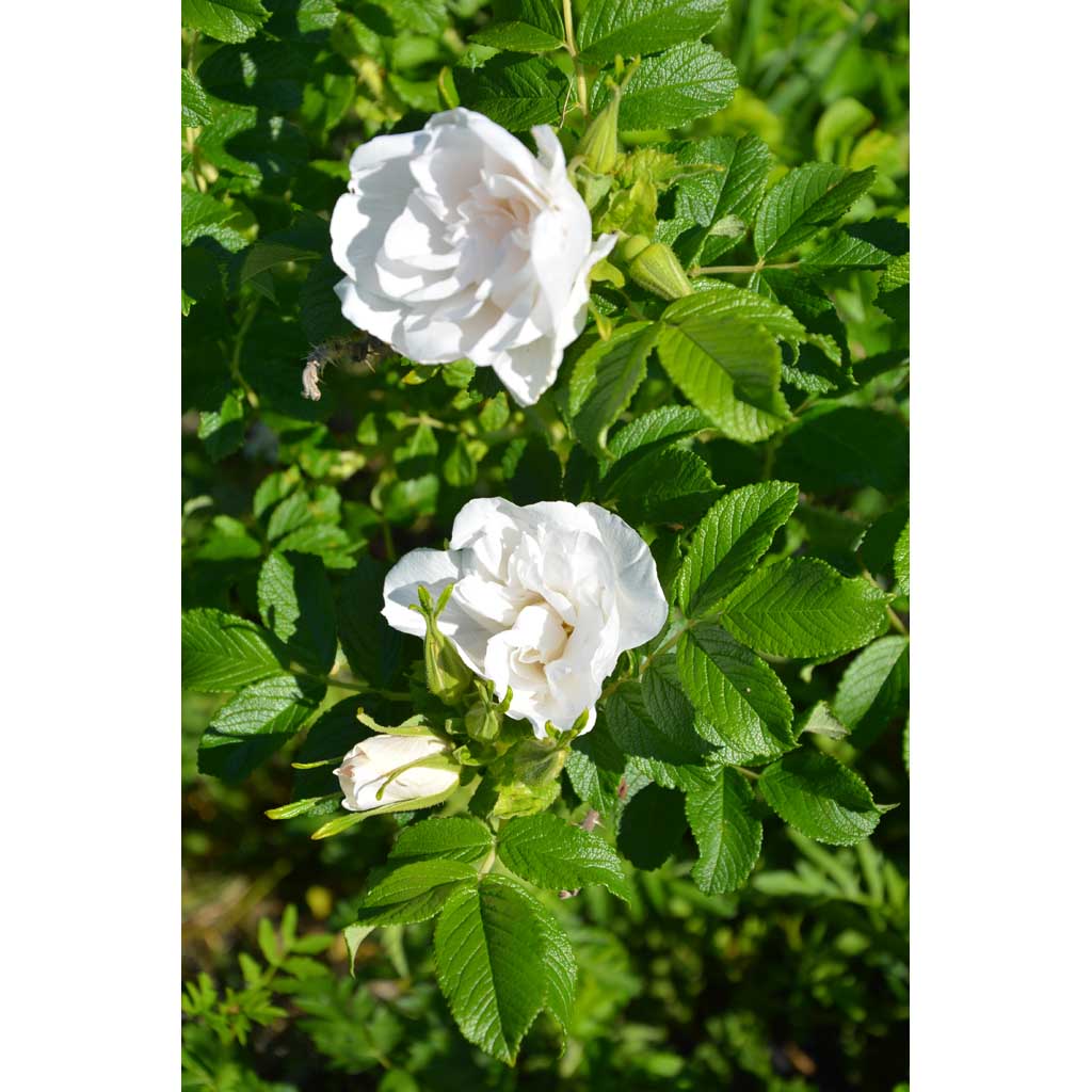 Tarhakurtturuusu Blanc Double de Coubert