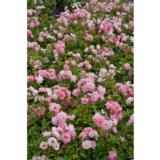 Ruusu Sommerwind 3 kpl/pkt