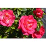 Ruusu Sunrise Sunset, astiakoko 3L