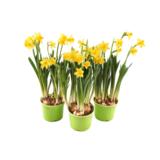 Ruukkunarsissi Tete a tete