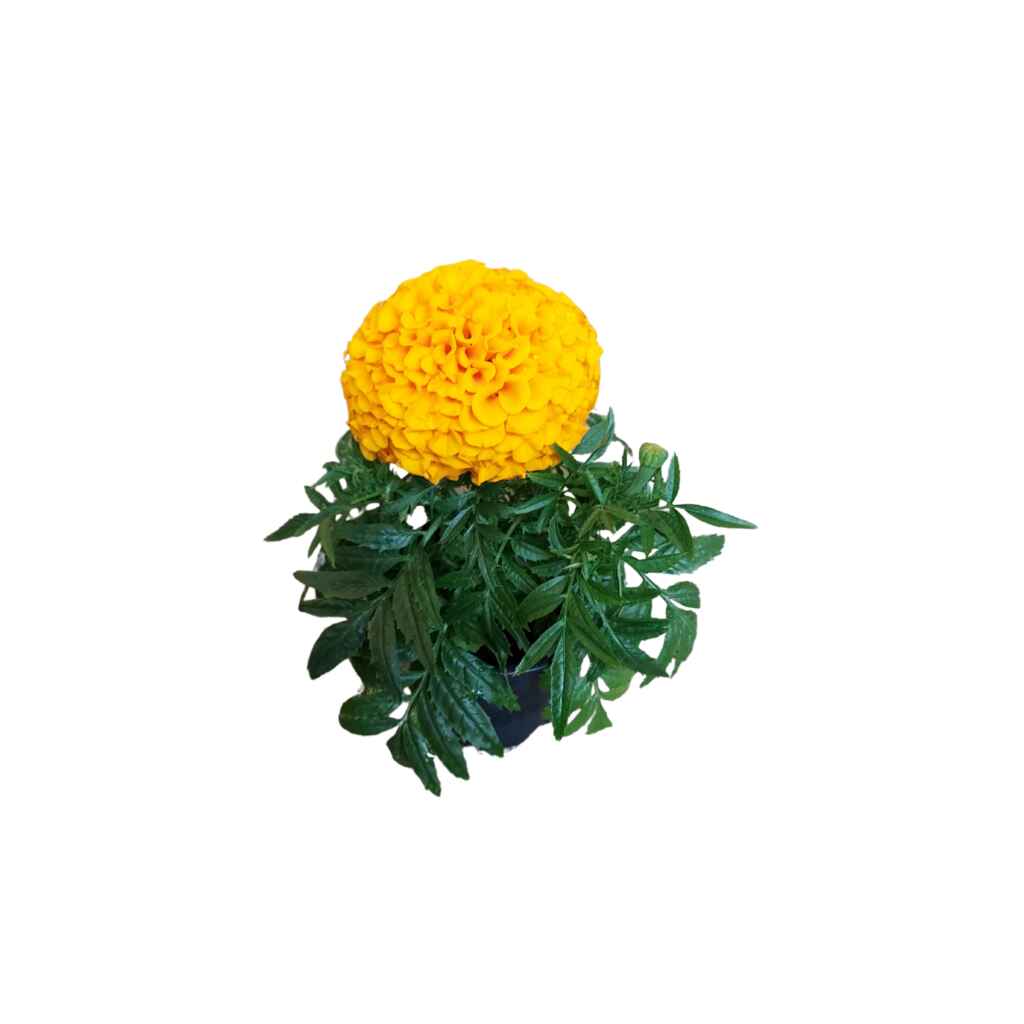Samettikukka iso 10,5 cm ruukussa