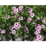 Harmaakurjenpolvi Ballerina