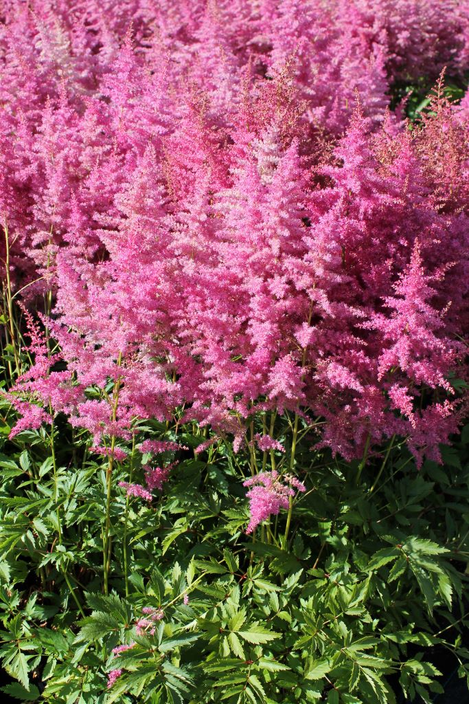 Jaloangervo Lilac