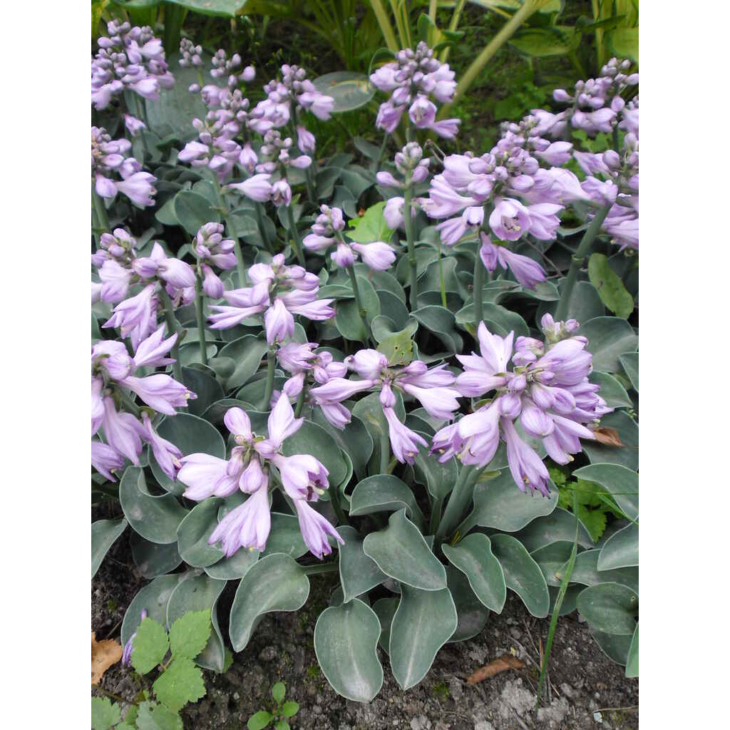 Jalokuunlilja 'Blue Mouse Ears'