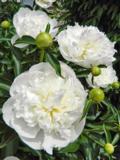 Kiinanpioni Duchesse de Nemours