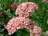 Palavarakkaus Carnea
