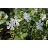 Pikkutalvio Gertrude Jekyll