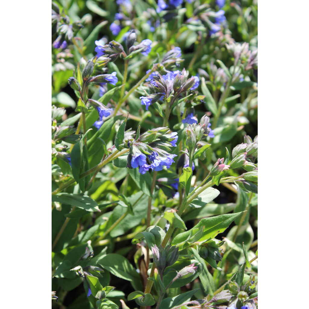 Tarhaimikkä 'Blue Ensign'