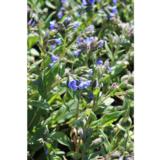 Tarhaimikkä Blue Ensign