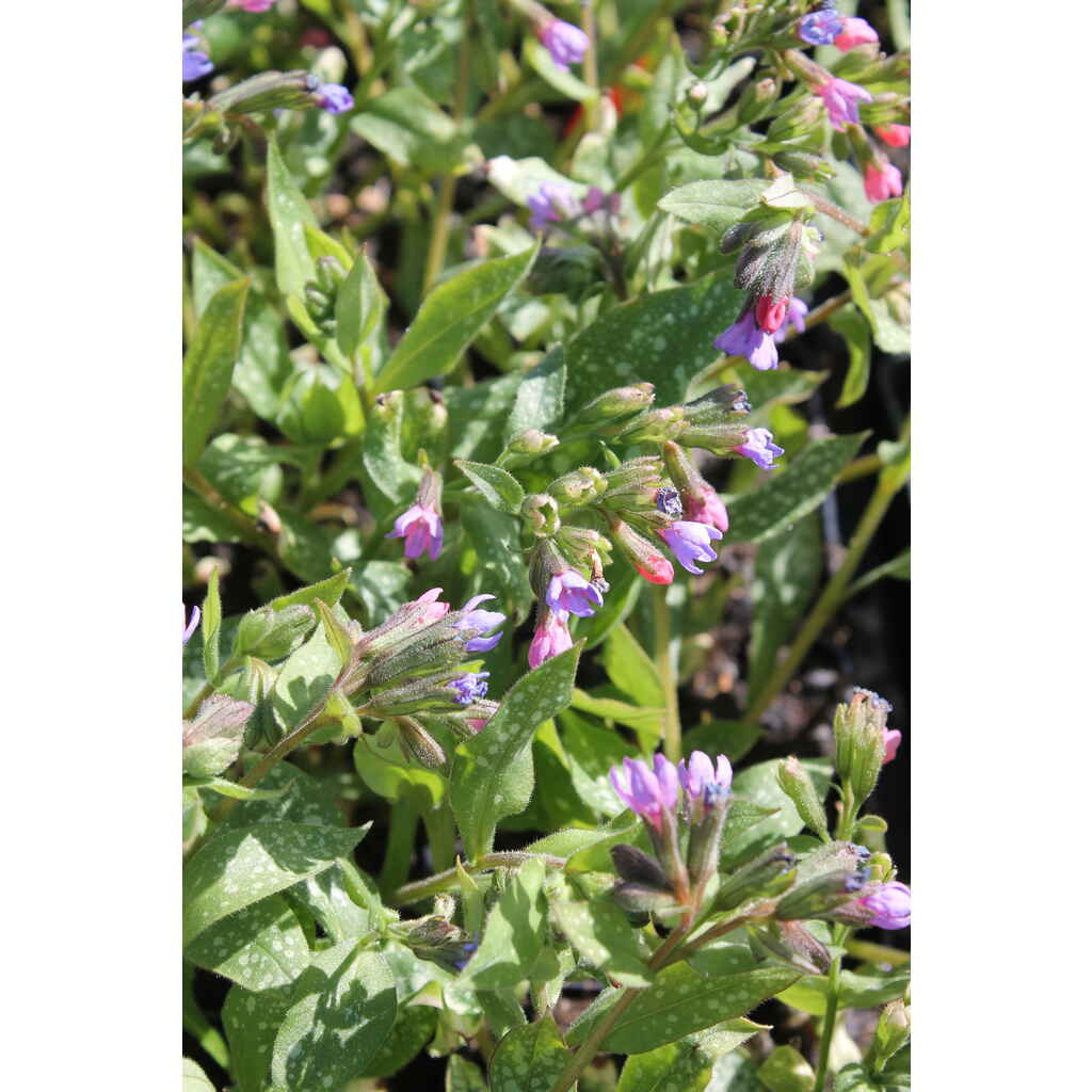 Tarhaimikkä Majeste