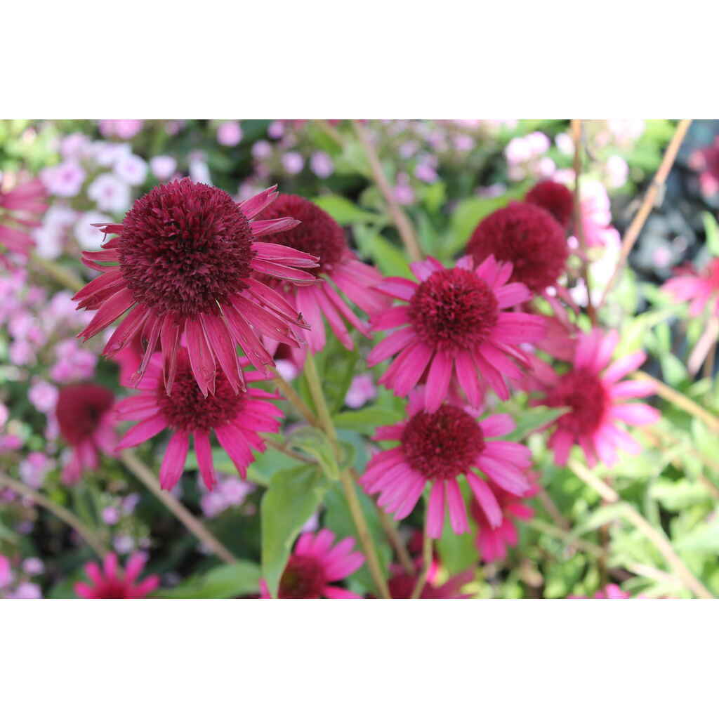 tarhapunahattu 'Delicious Candy'