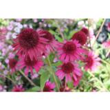 Tarhapunahattu Delicious Candy