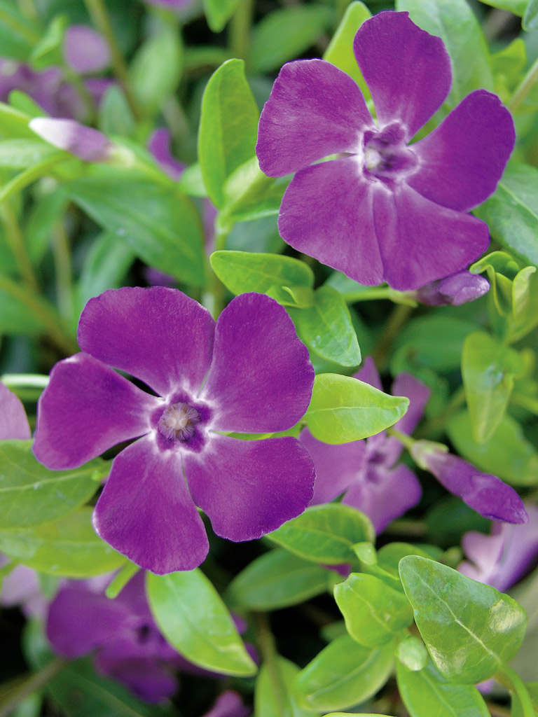 Pikkutalvio 'Atropurpurea'