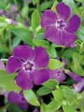 Pikkutalvio Atropurpurea