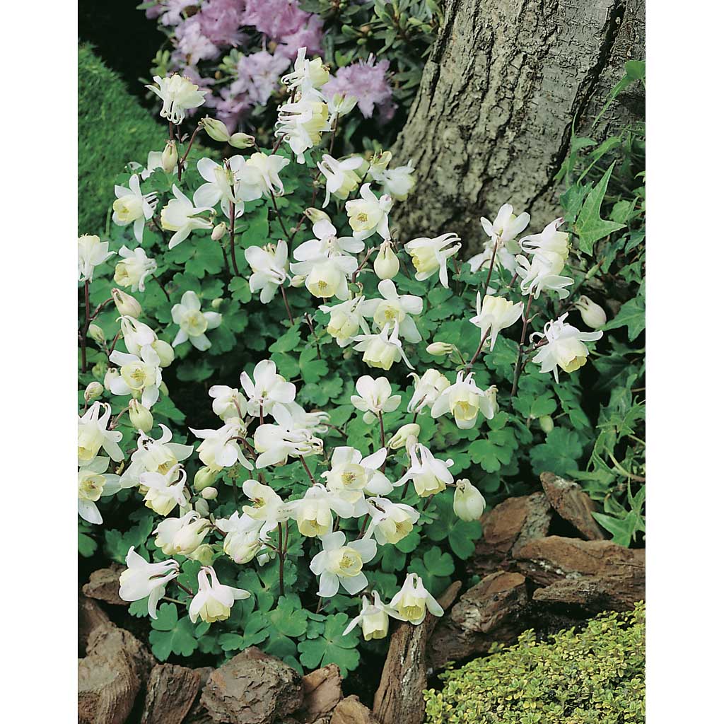 Japaninakileija White