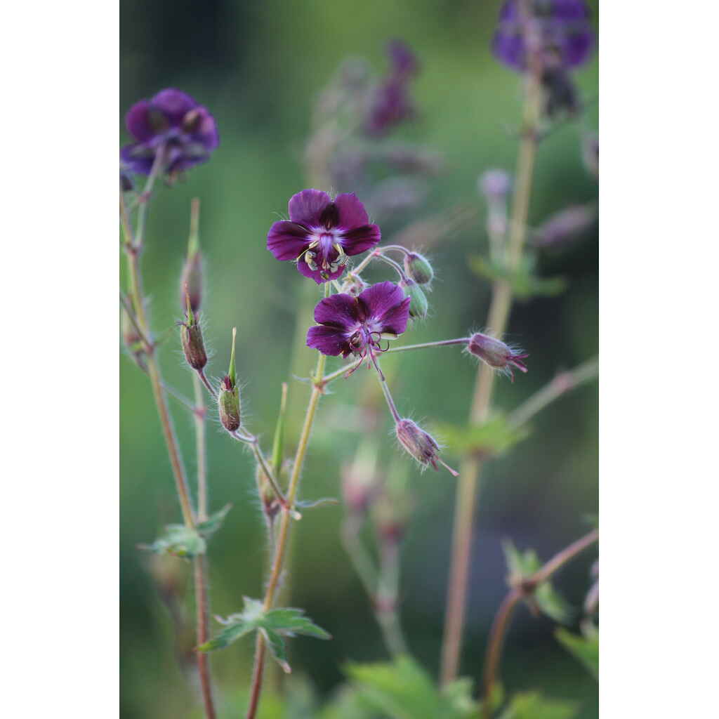 tummakurjenpolvi 'Samobor'