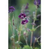 Tummakurjenpolvi Samobor