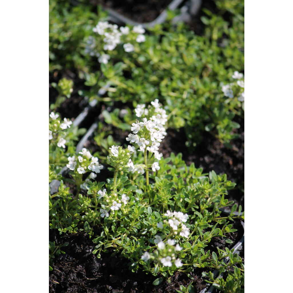 Harmaa-ajuruoho 'Albiflorus'